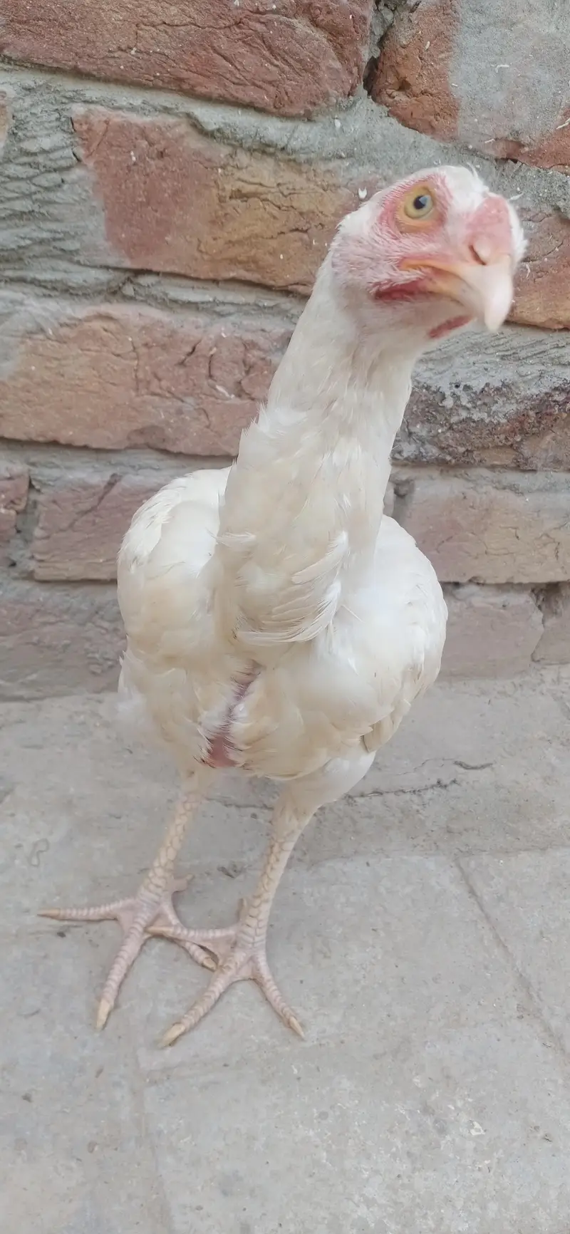 Pure White Heera Aseel Hen - Top Quality Breeder Female — photo 3