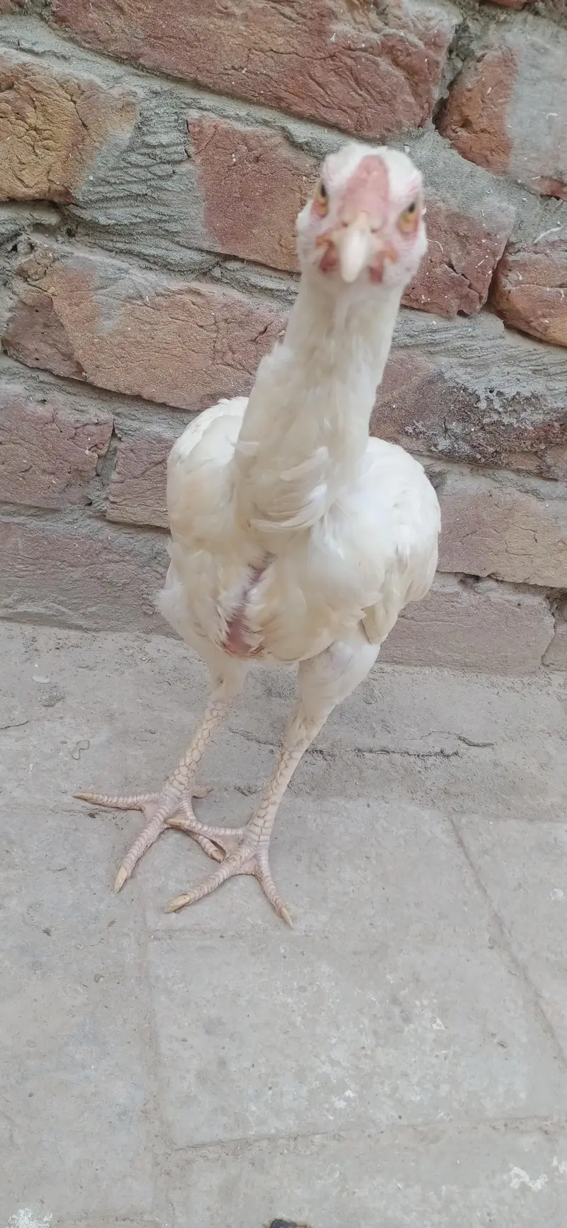 Pure White Heera Aseel Hen - Top Quality Breeder Female — photo 4