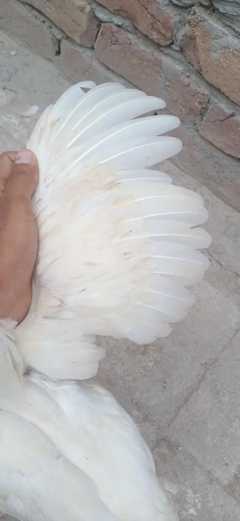 Pure White Heera Aseel Hen - Top Quality Breeder Female — photo 5
