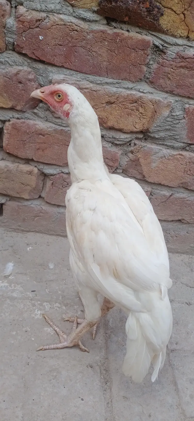 Pure White Heera Aseel Hen - Top Quality Breeder Female — photo 6