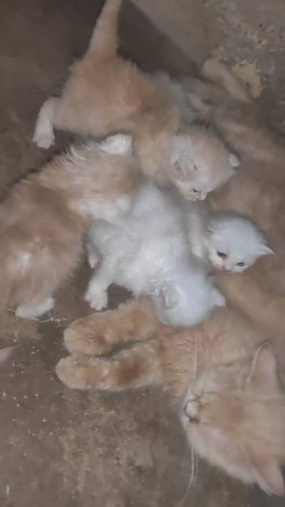 pure Persian triple coated cat and kitten for sale
