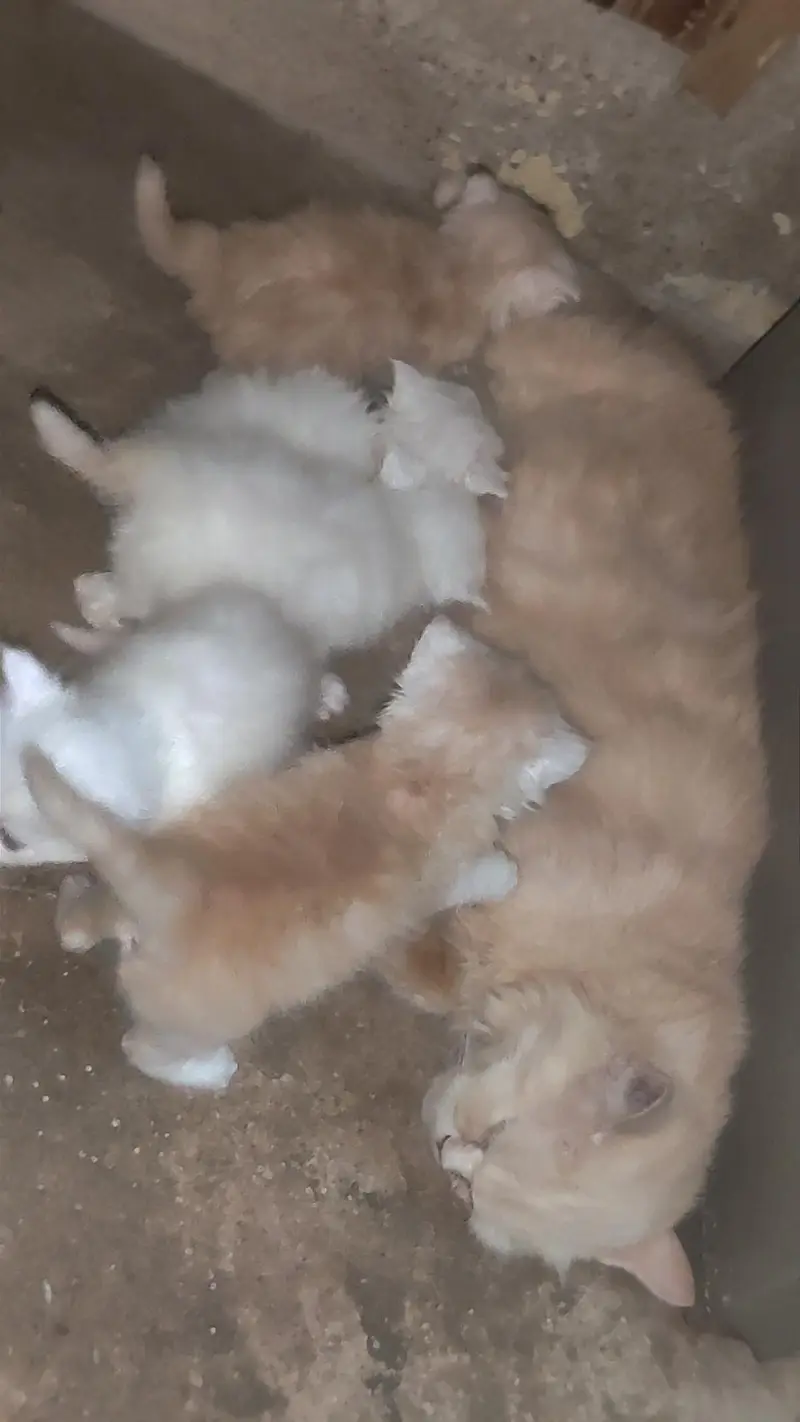 pure Persian triple coated cat and kitten for sale — photo 2