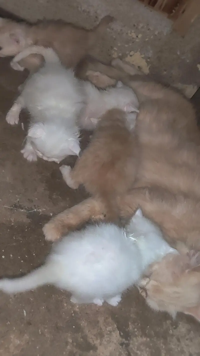 pure Persian triple coated cat and kitten for sale — photo 3