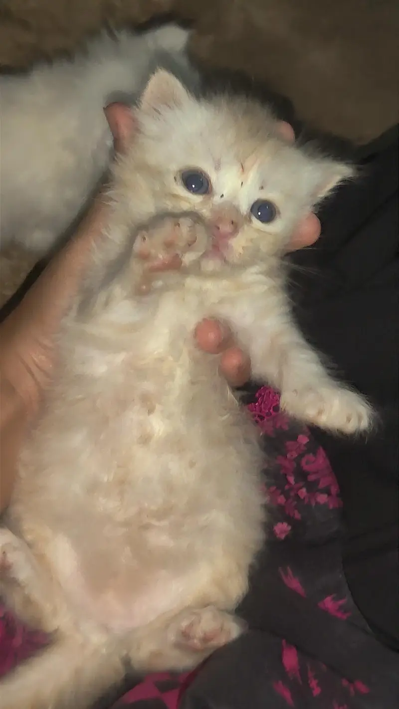 pure Persian triple coated cat and kitten for sale — photo 4