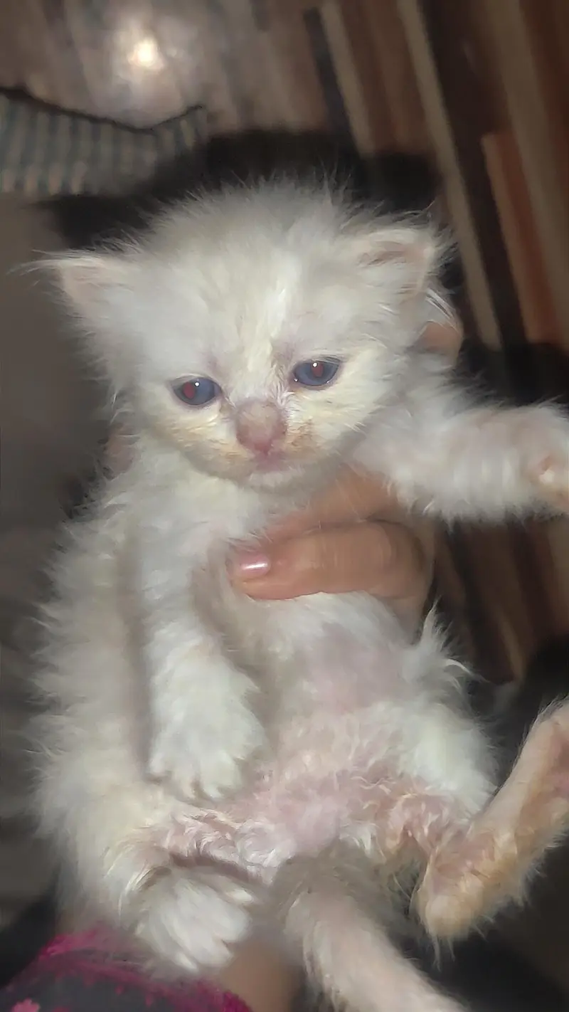 pure Persian triple coated cat and kitten for sale — photo 5