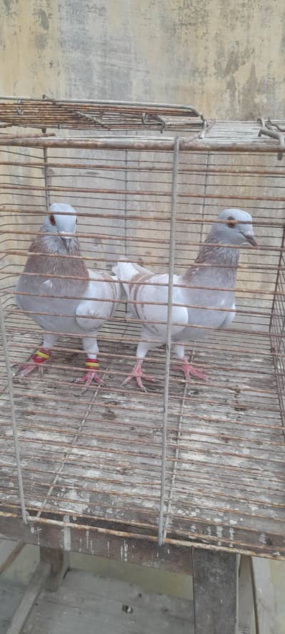 gola pigeon pair or single