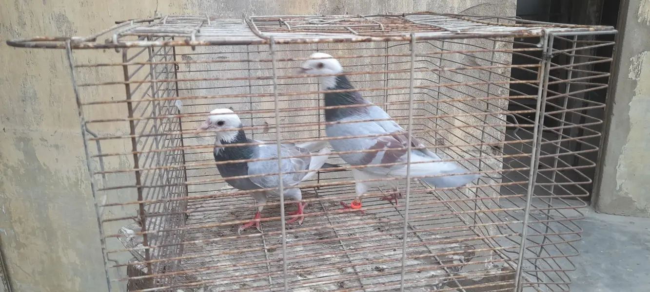 gola pigeon pair or single — photo 2