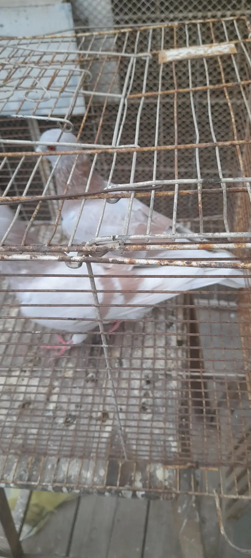 gola pigeon pair or single — photo 3