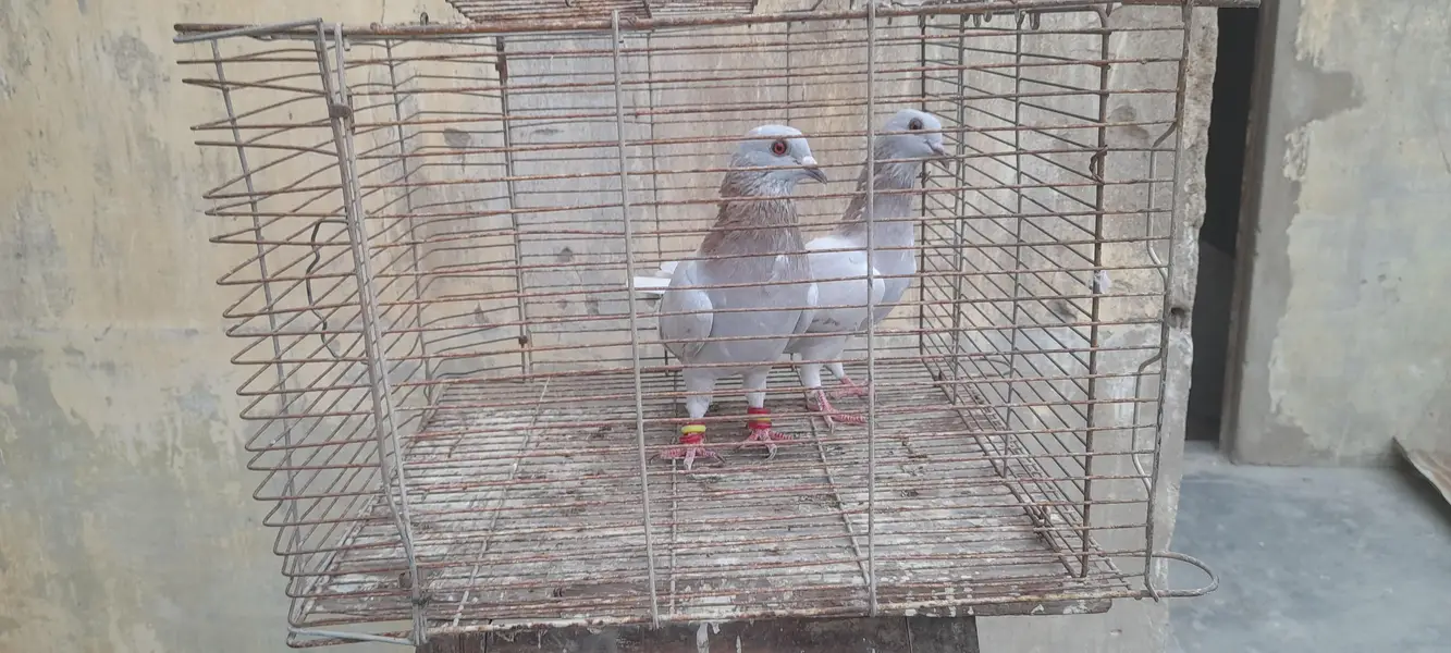 gola pigeon pair or single — photo 4