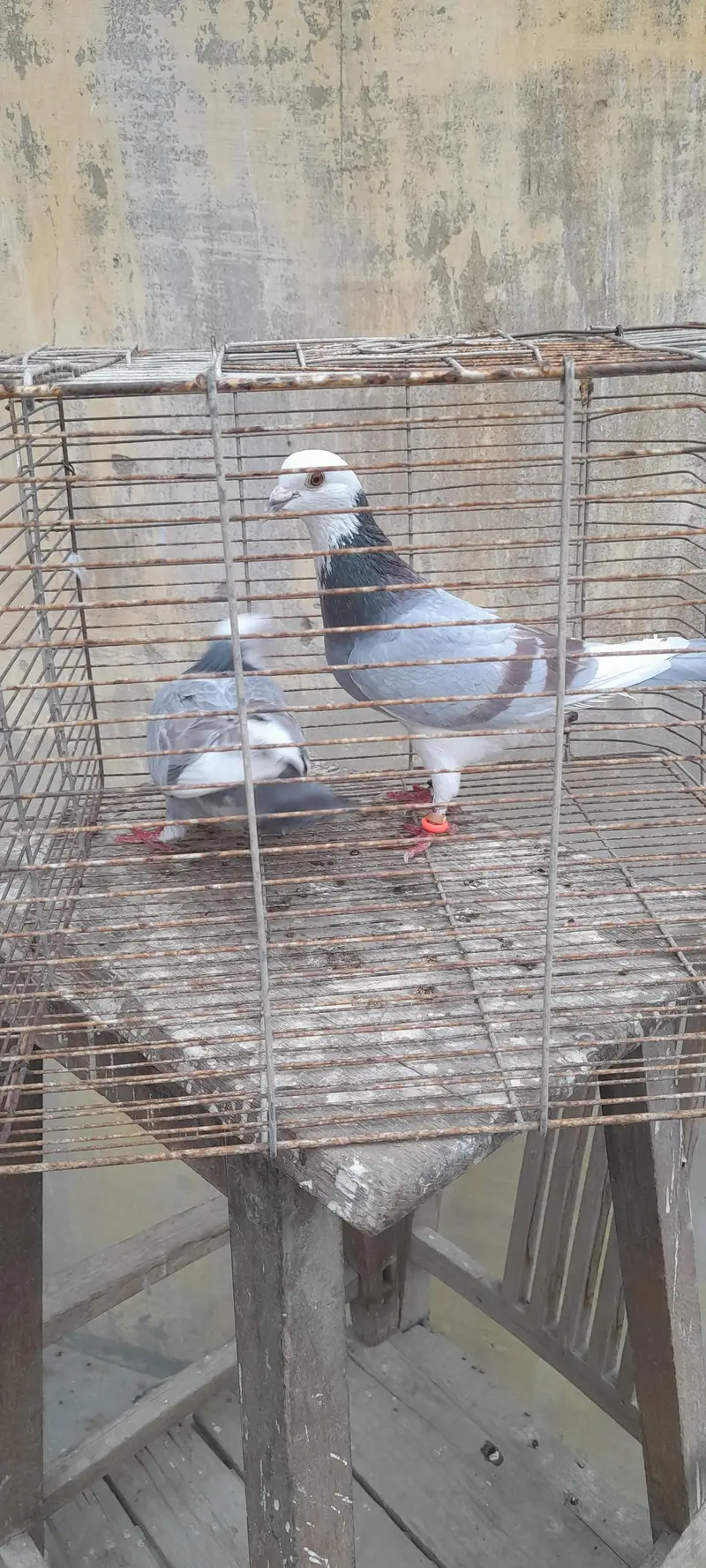 gola pigeon pair or single — photo 5