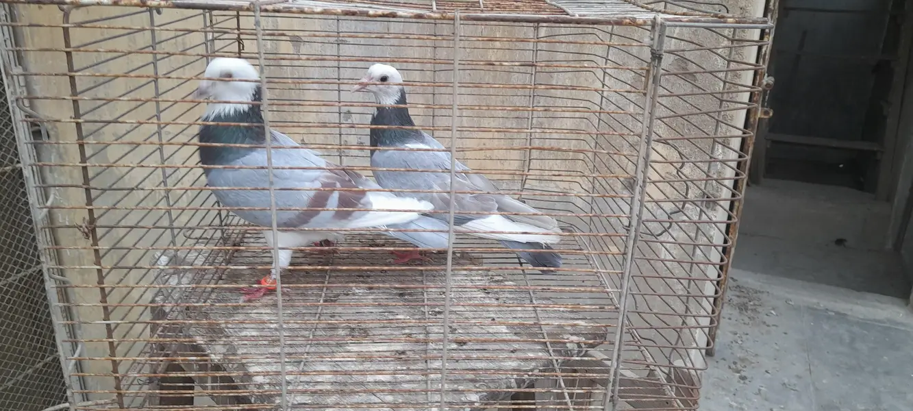 gola pigeon pair or single — photo 6