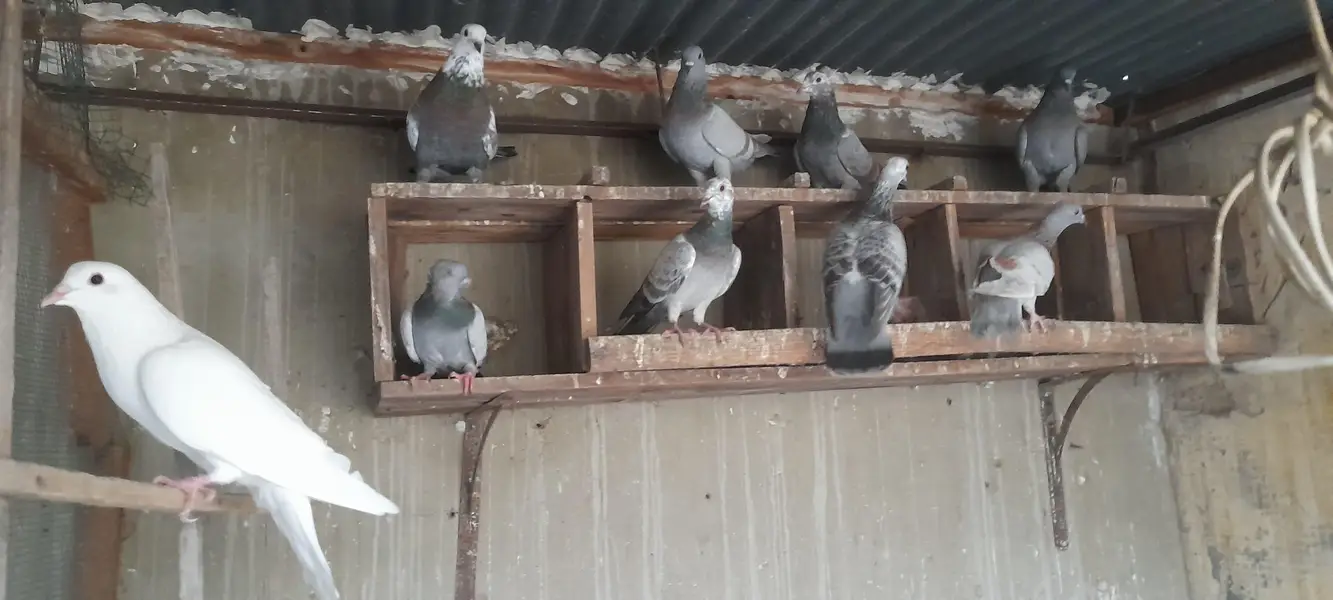 gola pigeon pair or single — photo 7