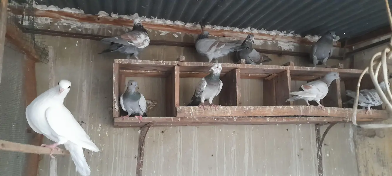 gola pigeon pair or single — photo 8