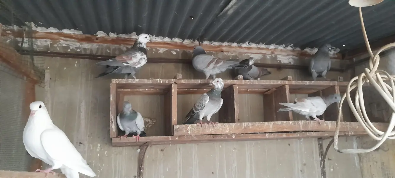 gola pigeon pair or single — photo 9