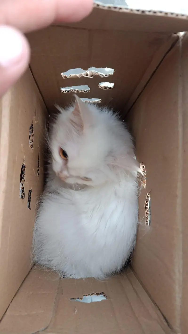 White Persian Kitten For Sale , Negotiable — photo 4