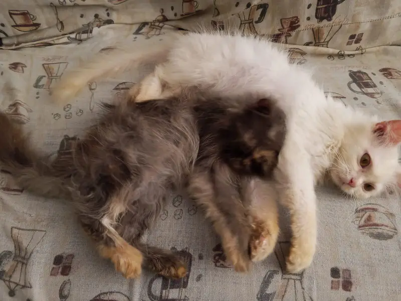 White Persian Kitten For Sale , Negotiable — photo 5