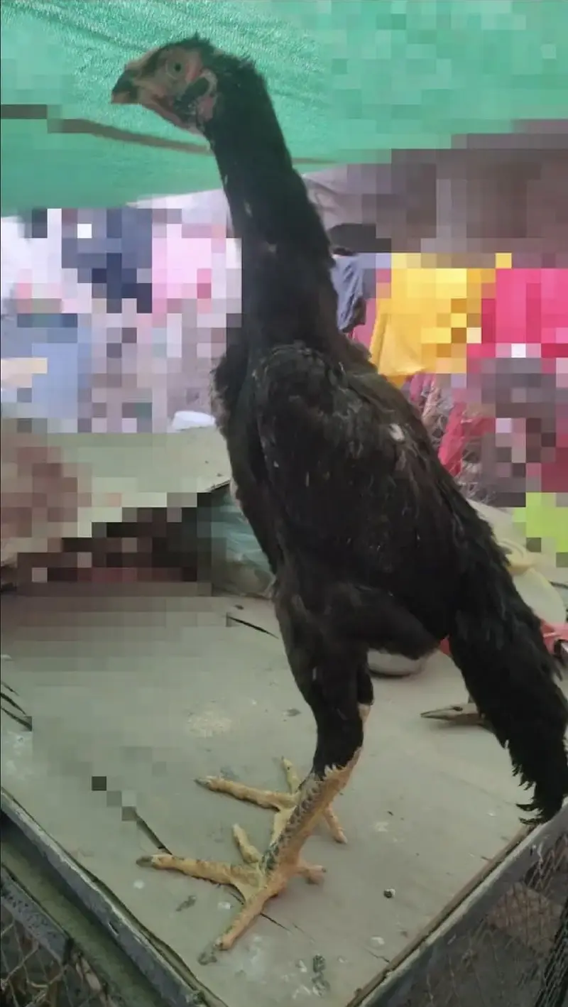 SHAMO PATHA MUNASIB PRICE MA HA BOKUT ACHI QUALITY MA — photo 2