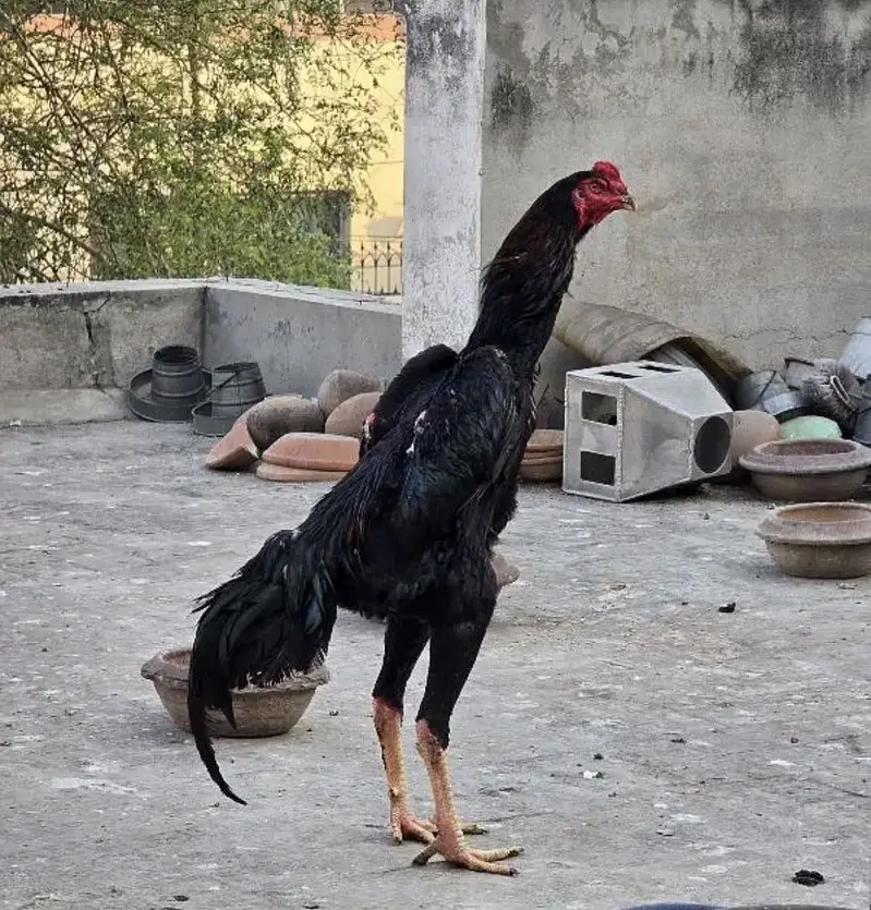 SHAMO PATHA MUNASIB PRICE MA HA BOKUT ACHI QUALITY MA — photo 3