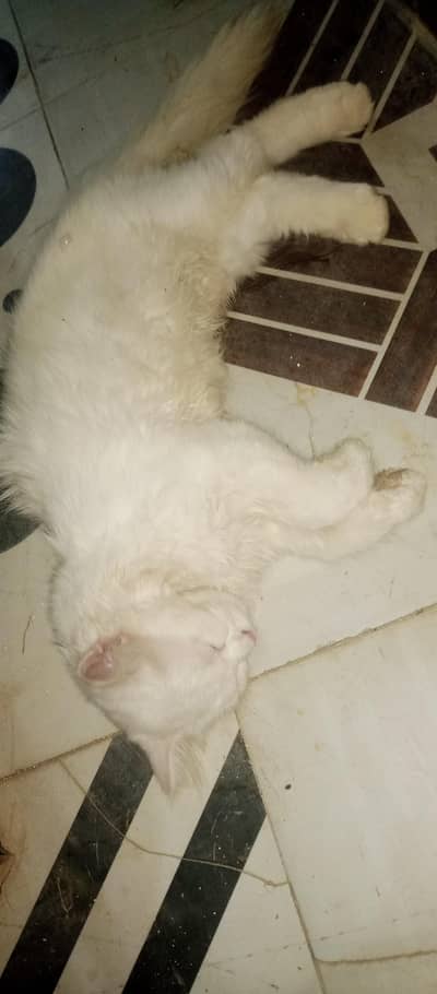 Breeding ky liye Ak acha sa Tofaa