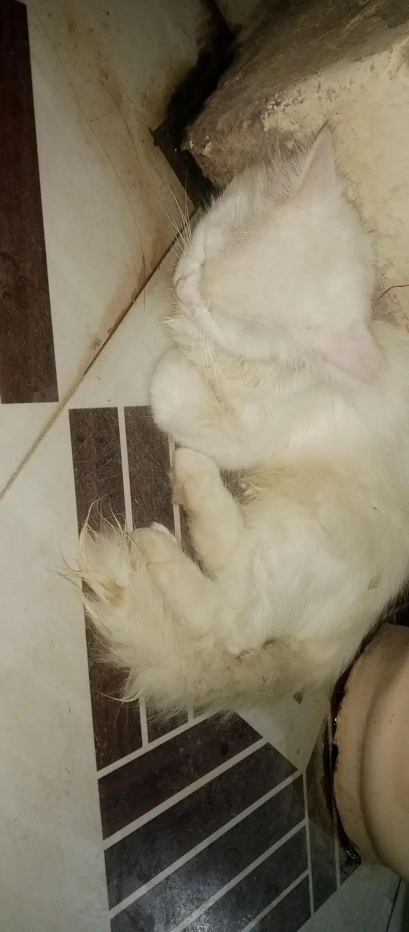 Breeding ky liye Ak acha sa Tofaa — photo 2