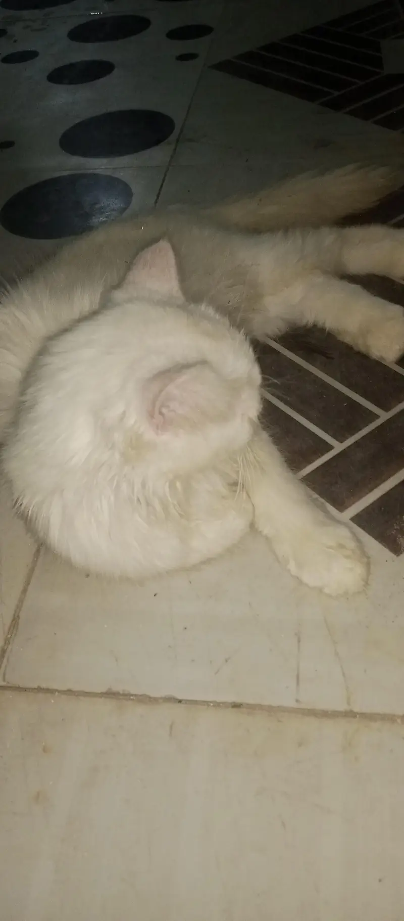 Breeding ky liye Ak acha sa Tofaa — photo 3