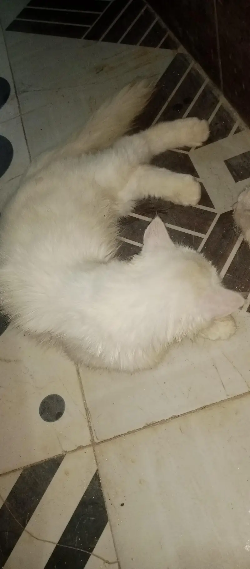 Breeding ky liye Ak acha sa Tofaa — photo 4