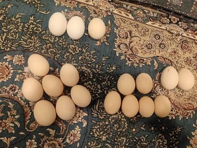 chicken fertile eggs available