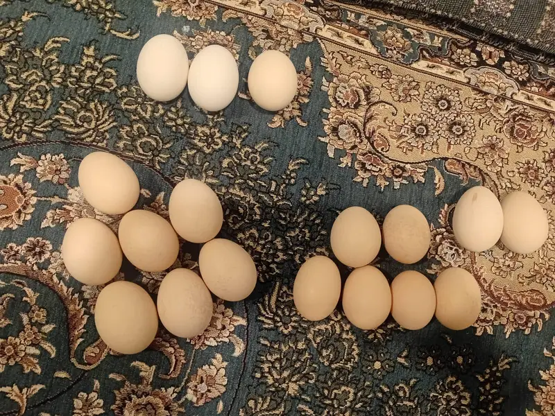 chicken fertile eggs available