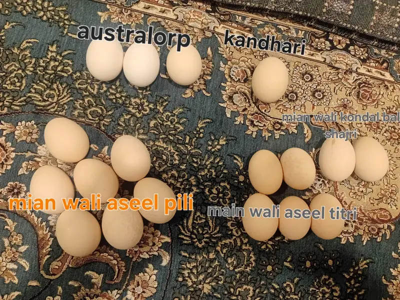 chicken fertile eggs available — photo 2