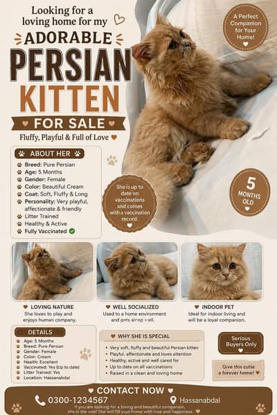 persian cat