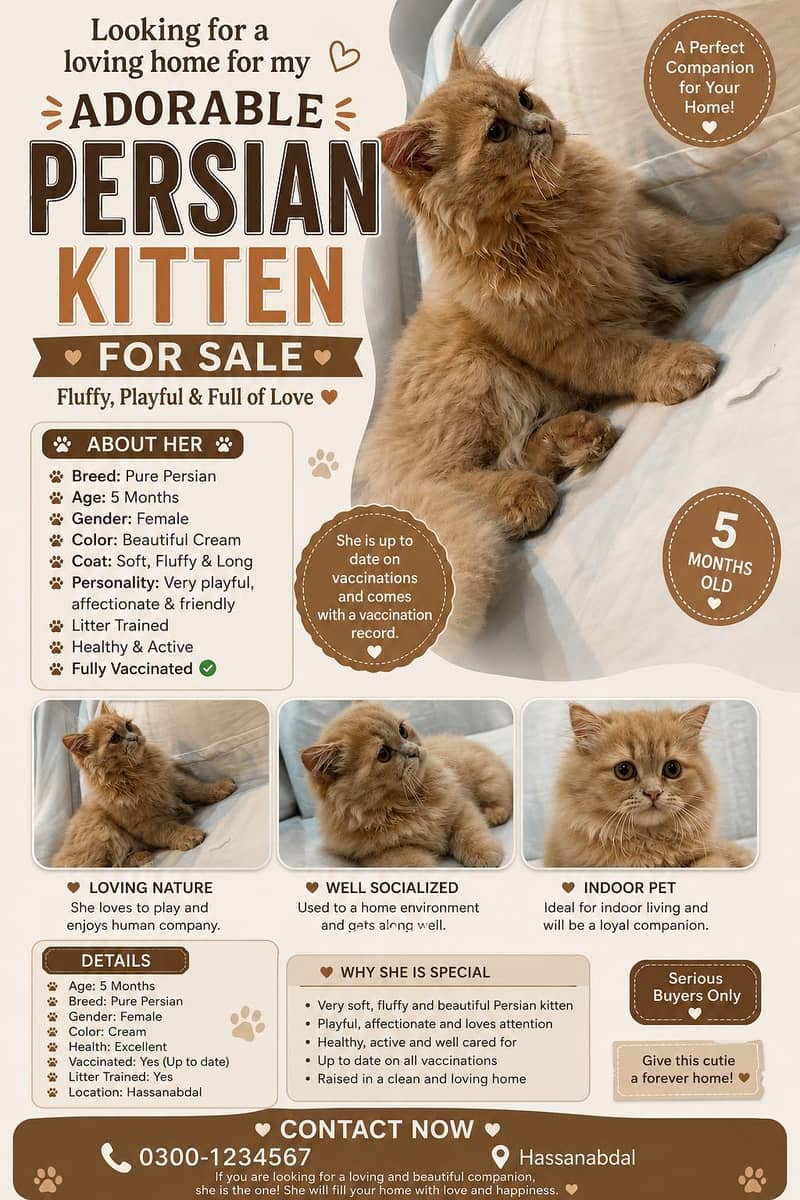 persian cat 0