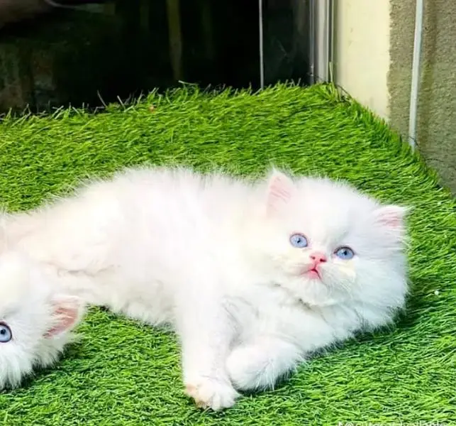 pure Parisian healthy and active kitten for sale — photo 2