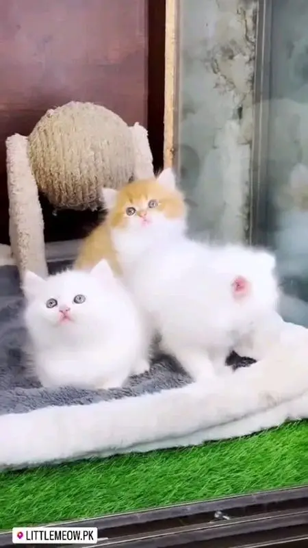 pure Parisian healthy and active kitten for sale — photo 5