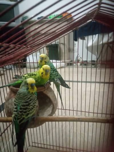 2pair ha sa do male ha bredear pair ha time ni ha as lea salekr rha ho