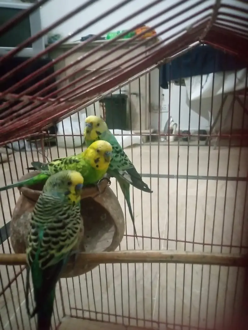 2pair ha sa do male ha bredear pair ha time ni ha as lea salekr rha ho — photo 2