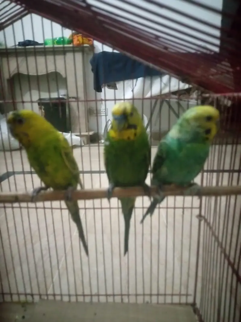 2pair ha sa do male ha bredear pair ha time ni ha as lea salekr rha ho — photo 3