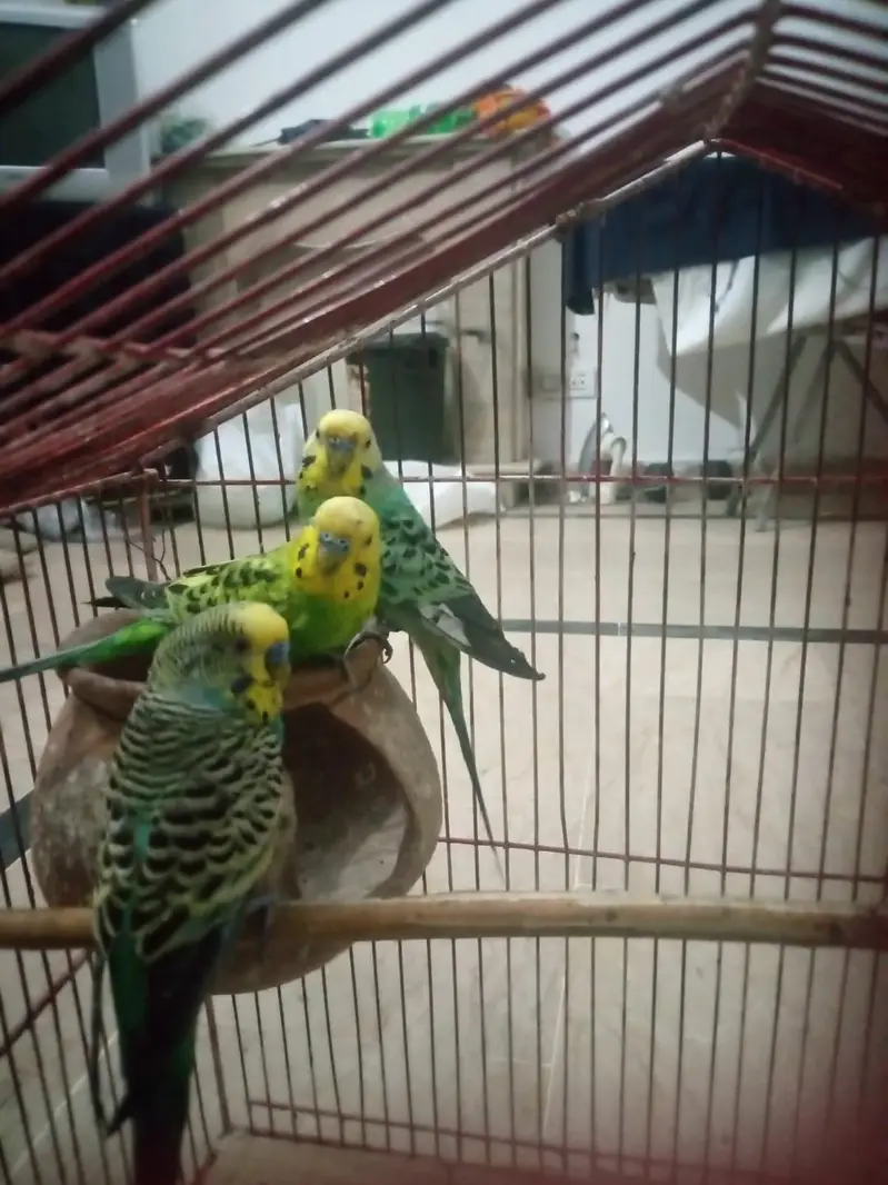 2pair ha sa do male ha bredear pair ha time ni ha as lea salekr rha ho — photo 4