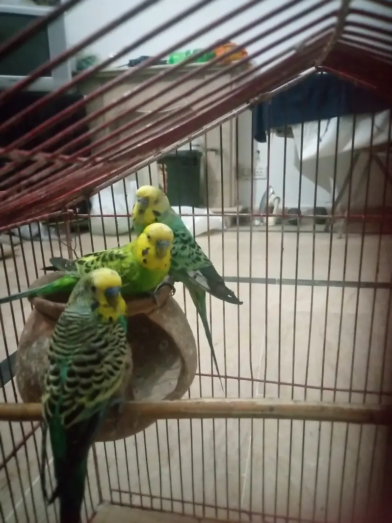2pair ha sa do male ha bredear pair ha time ni ha as lea salekr rha ho — photo 5