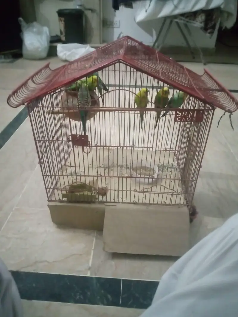2pair ha sa do male ha bredear pair ha time ni ha as lea salekr rha ho — photo 6