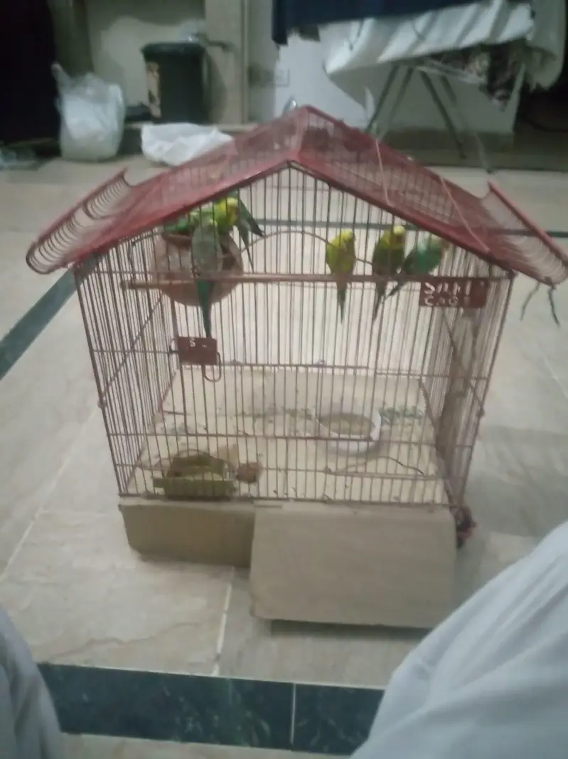 2pair ha sa do male ha bredear pair ha time ni ha as lea salekr rha ho — photo 7