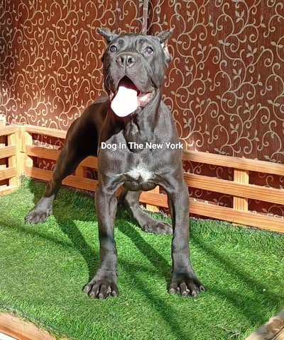 Premium Cane Corso Imported Puppies Available For Sale