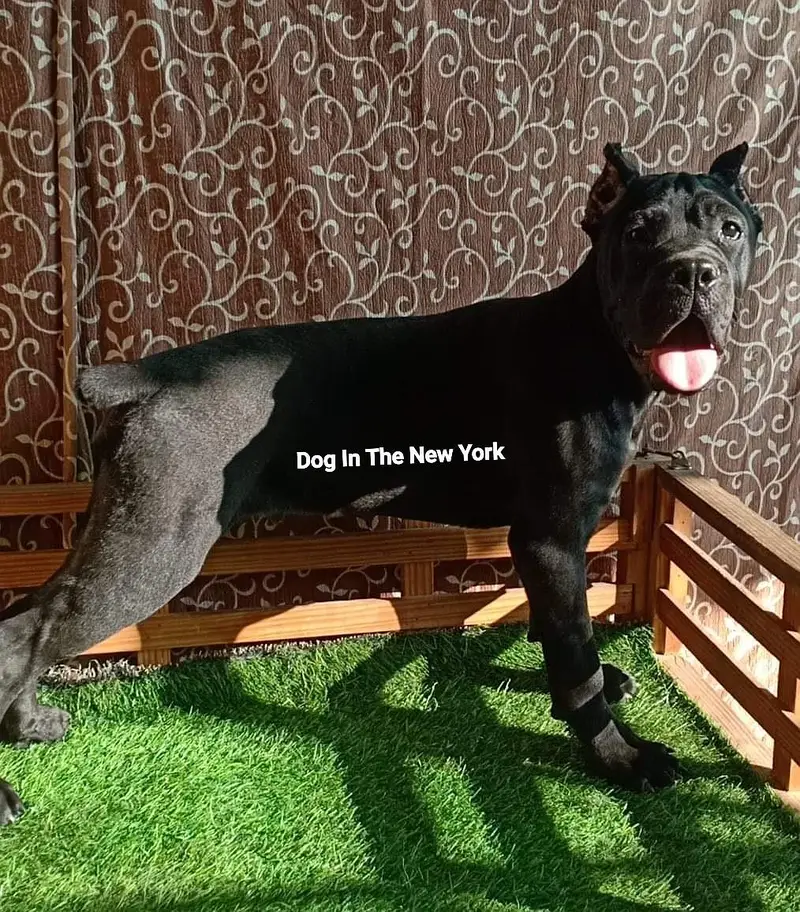 Premium Cane Corso Imported Puppies Available For Sale — photo 2