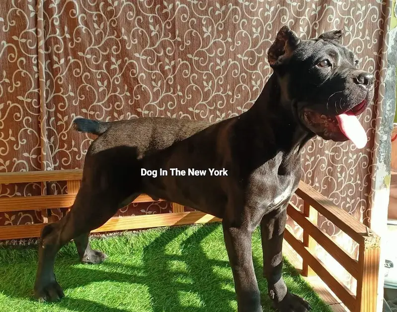 Premium Cane Corso Imported Puppies Available For Sale — photo 3