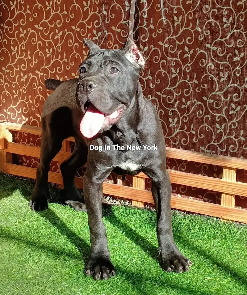 Premium Cane Corso Imported Puppies Available For Sale — photo 4