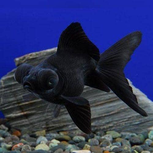 black mor goldfish 0