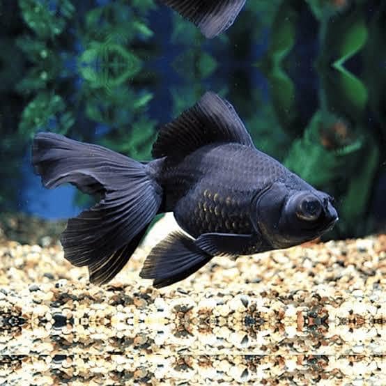 black mor goldfish 1
