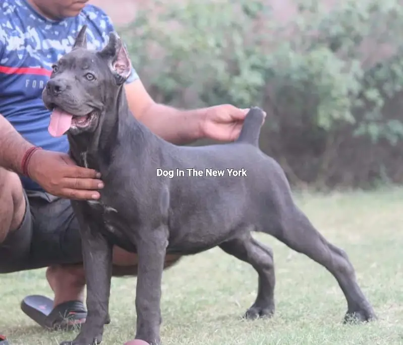 Premium Cane Corso Imported Puppies Available For Sale — photo 2