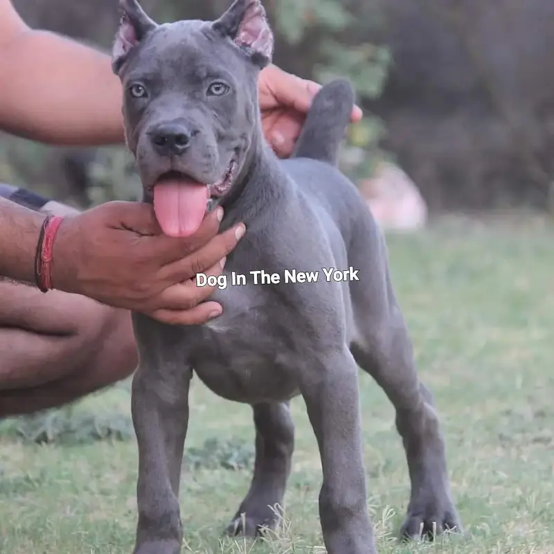 Premium Cane Corso Imported Puppies Available For Sale — photo 3