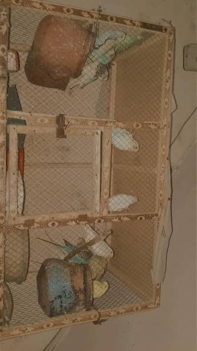 12 Australian Mix Color Budgies + 3 Portion Breeding Cage