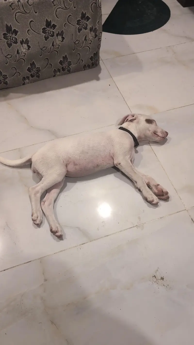 pure gultair breed — photo 2